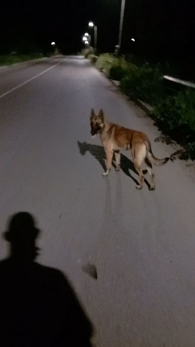 Белгийска овчарка