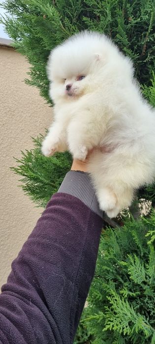 Померанче  померан