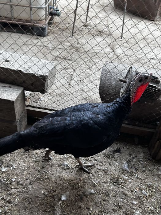 Артық салмағы бар әйелдермен порно