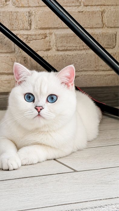 British shorthair