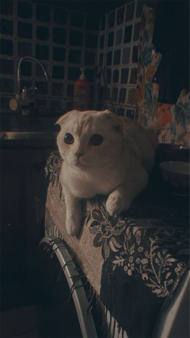 Ищем девочку, для вислоухого британца.