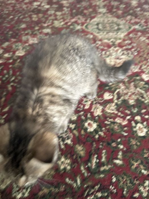 Продам Шотландская золотая тикированна шиншилла девочка