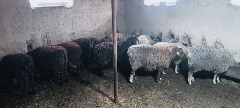 Овцематки с ягнятами