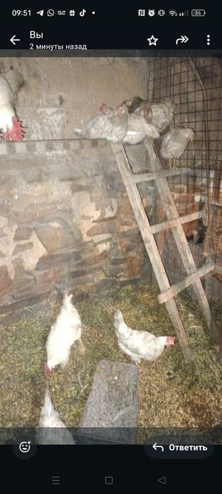 Яйцо инкубационное