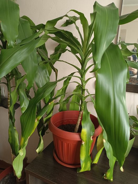 Продам пальму "Юкка"