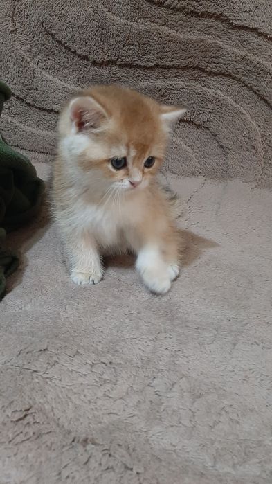 Золотая шиншилла, мальчик