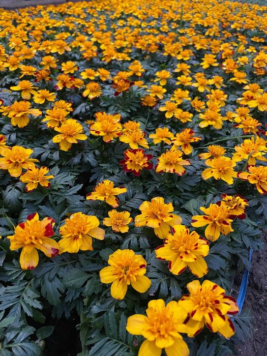 Bahorgi ekish uchun gullar keng asartiment