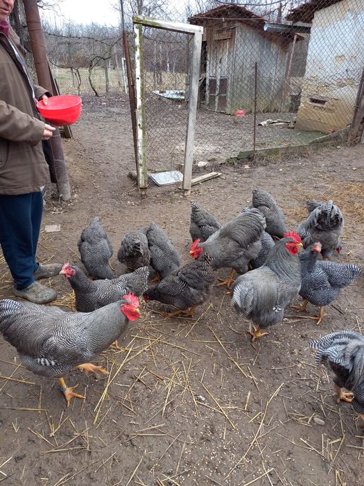 Ouă pentru incubat – Plymouth Rock Barat