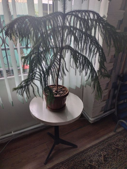 Цветы комнатные цены по запросу