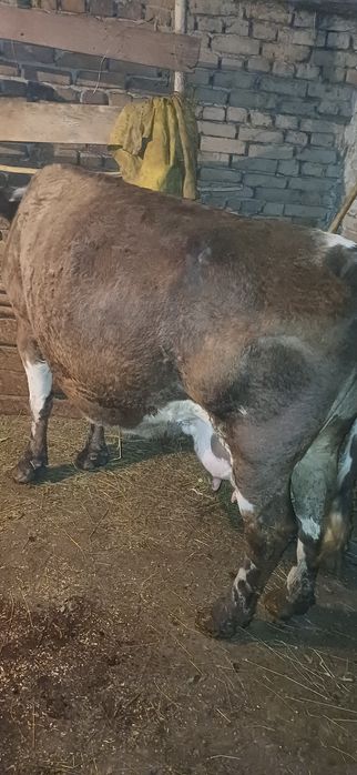 Vand vaca gestanta cu lapte