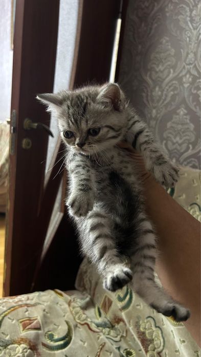 Продам милого котенка