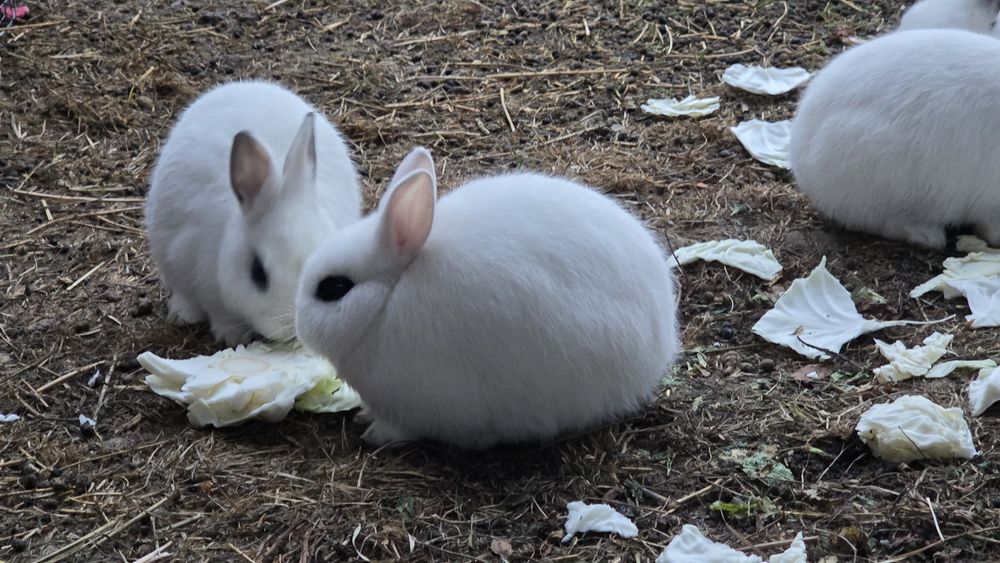 Карликовые кролики