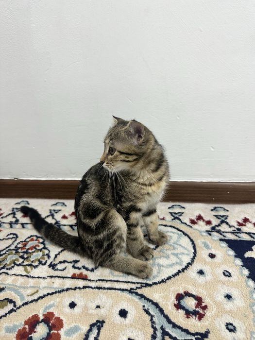 Котеночек вислоухий мальчик