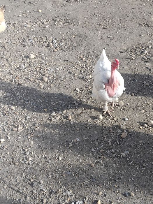 Vindem păsări de tara