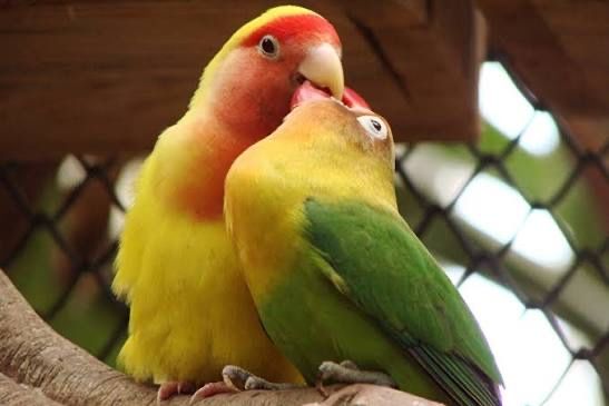 Неразлучники очень милые