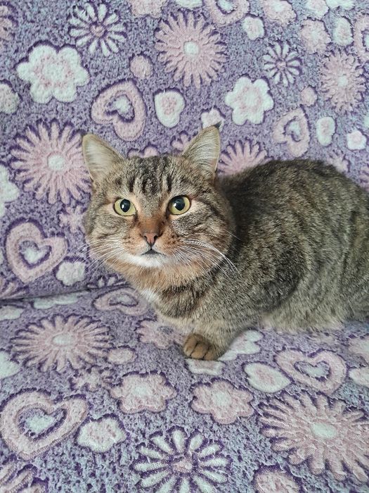 Продам кысылова.