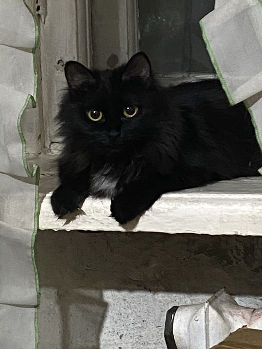 Отдам в добрые руки кошек
