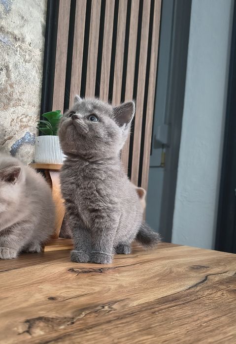 Pisici  vârstă 6 sapt