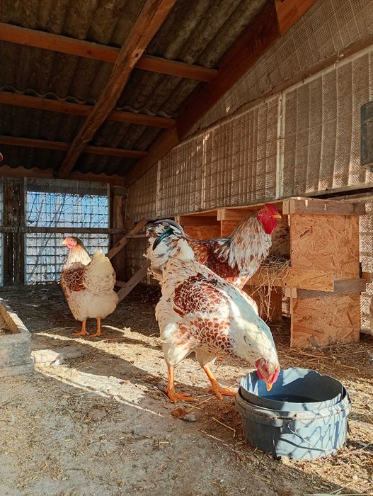 Vând ouă pentru incubat de wyandotte splash