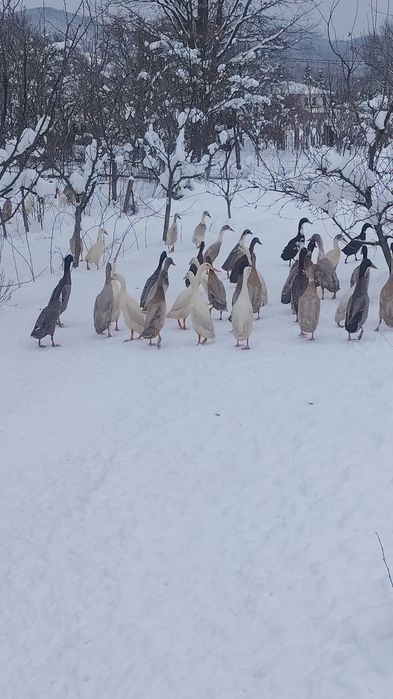 Rate alergătoare indiana, familii