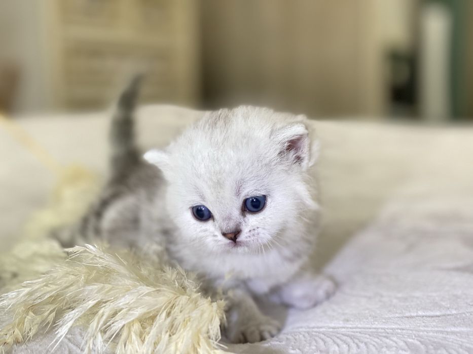 Шотландский котенок с документами клуба