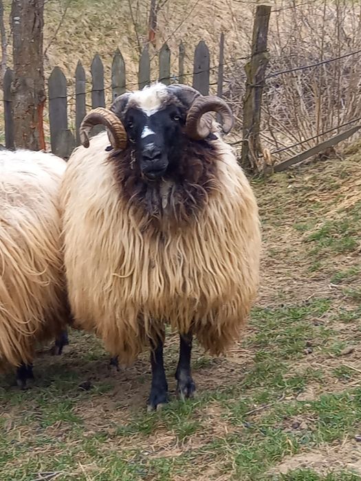 Vand berbec   Oras Petrila sat Jiet