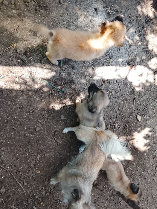 Donez      căței
