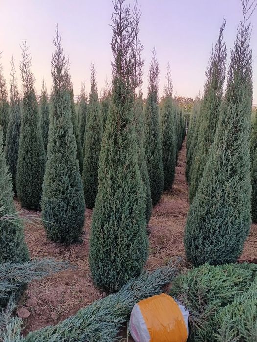 Арча.  Сасна элдарски буйи 1.5 метрдан 3.5 метргача