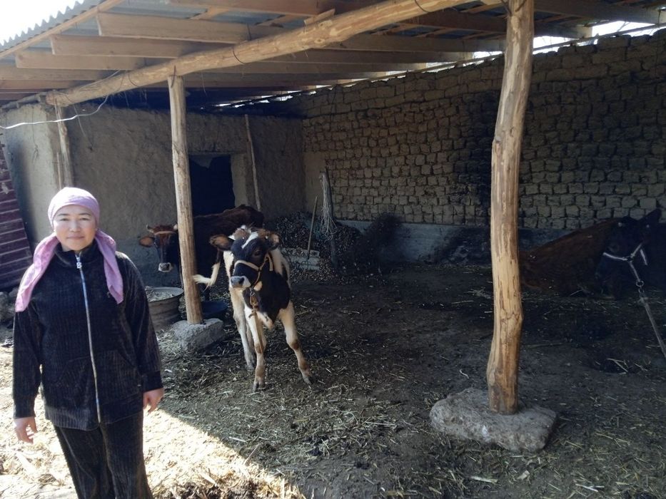 Mollar sotiladi kelishilgan narxlarda