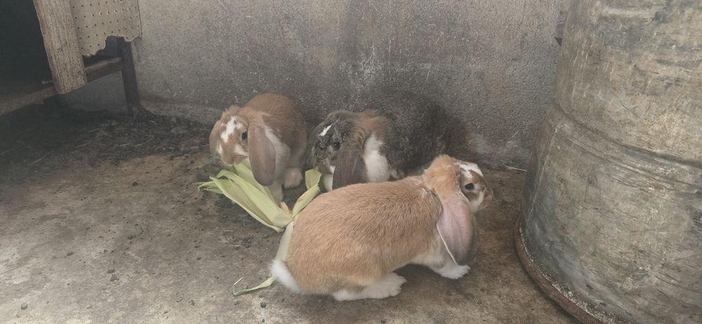 Продавам Кочовати зайци