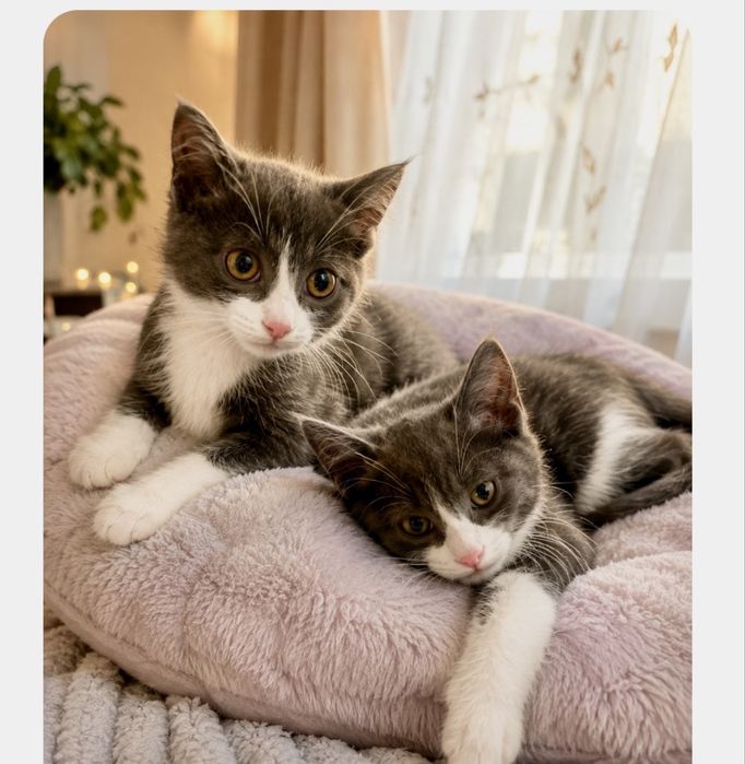 Кот и кошечка , два месяца