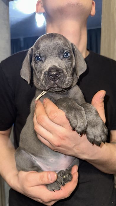 Шенок Кане корсо