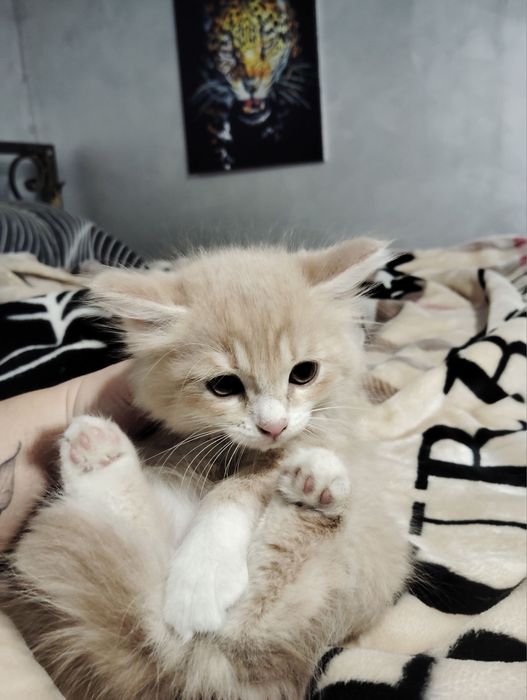 Отдам даром котят