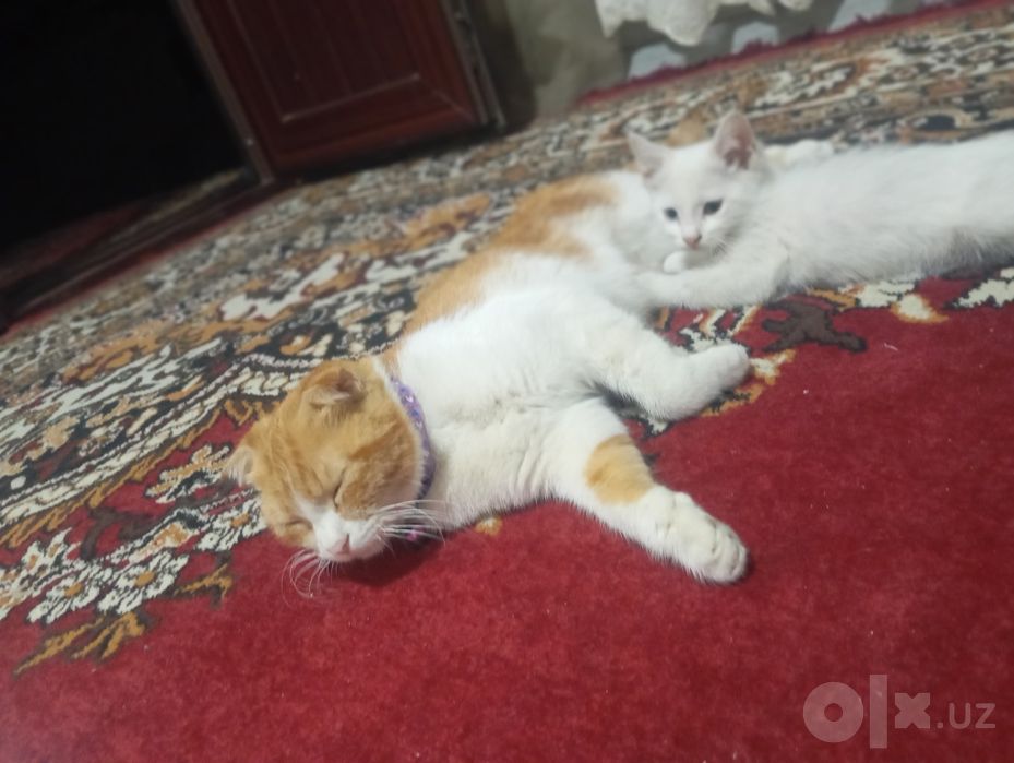 двух цветные глаз  Папа турецкая ангор Мама скотч фолт