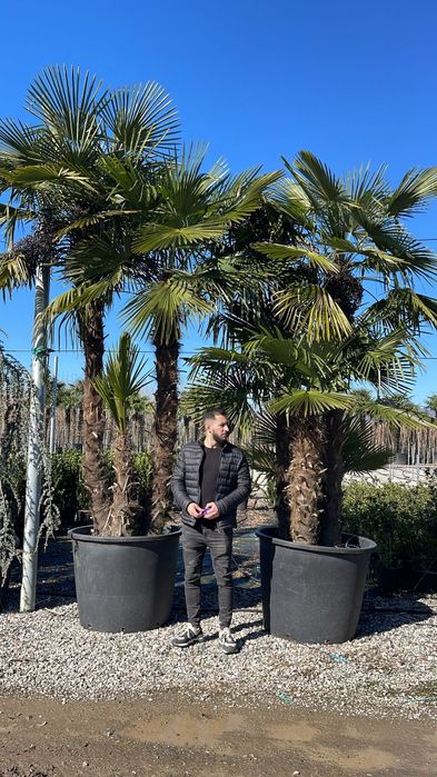 Palmierii rezistenți la îngheț magnolia grandiflora