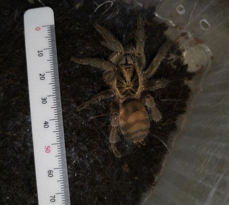 Паук птицеед Самка Holothele incei