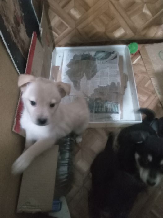 Подарю маленькую собачку.