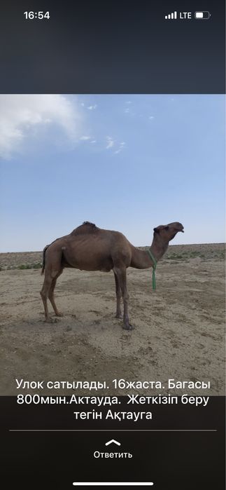 Үлек сатылады ! Актауга жеткізу бар -тегін