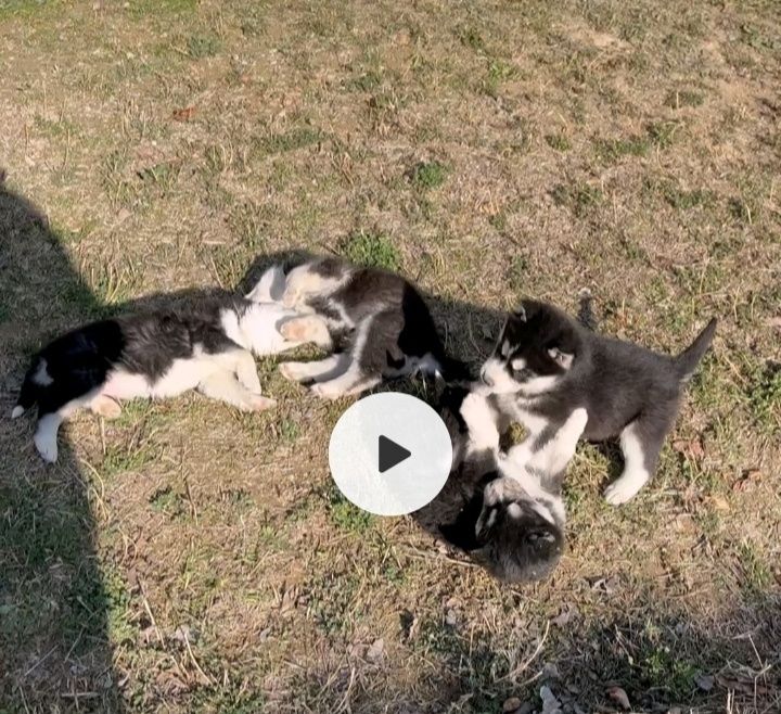 Шеночки хаски чистокровные