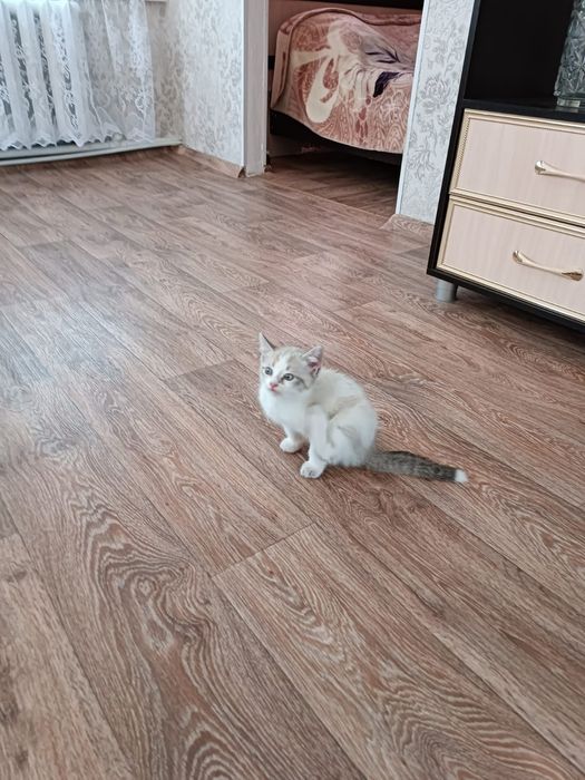 Котенок в добрые руки