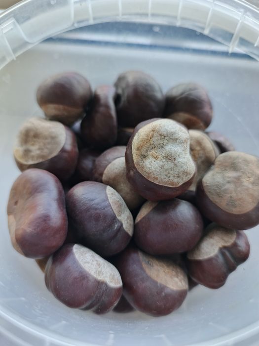 Конский каштан ( лекарственный)