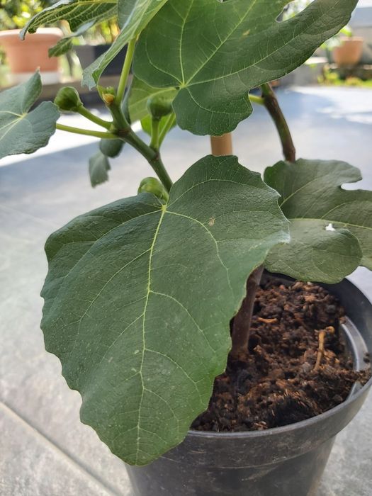 Puiet de Smochin, soiuri diferite