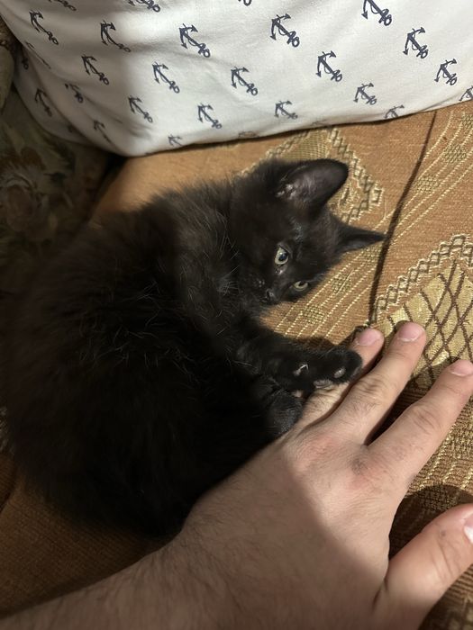 Котенок черный мальчик