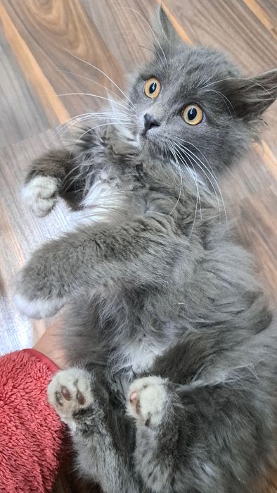 Отдам котят. Есть мальчик и девочка.