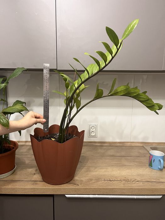 Толстянка «Денежные дерево»