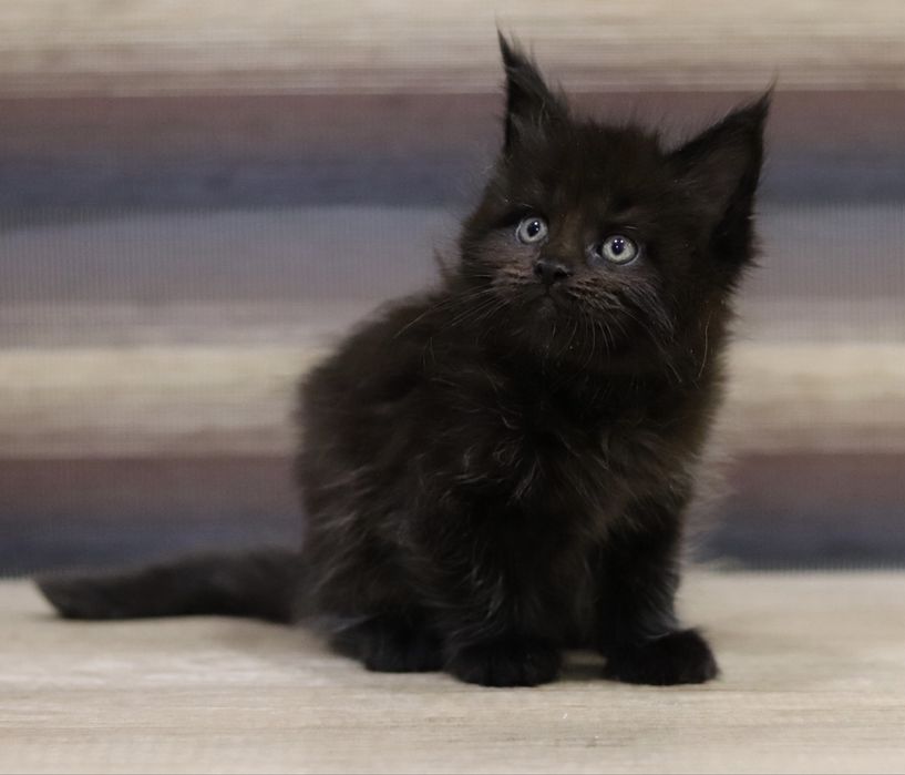 Мейн куны мальчики и девочки