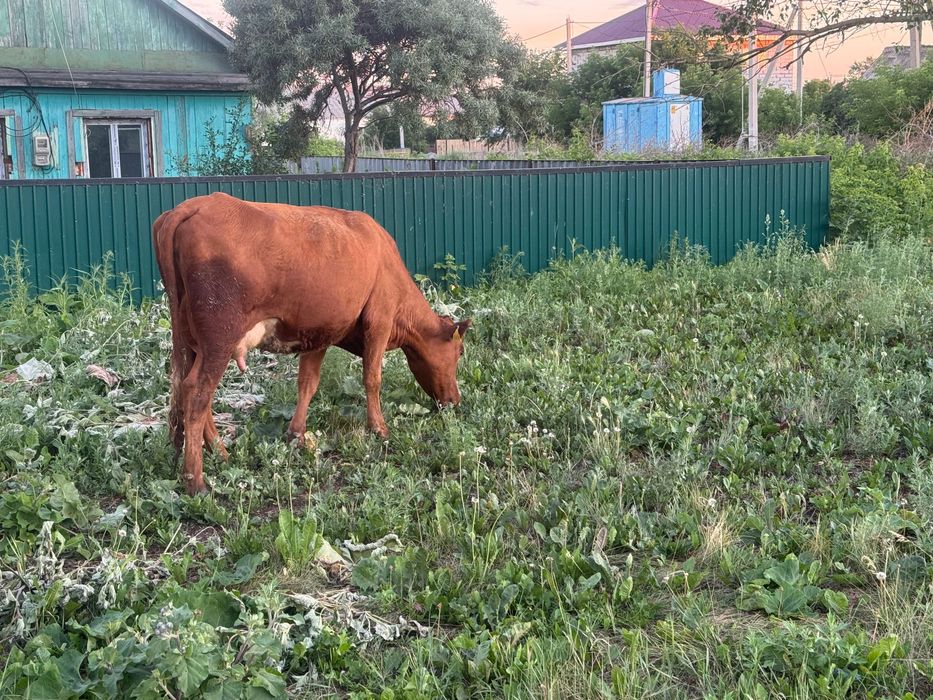 Продам 2 коровы дойные