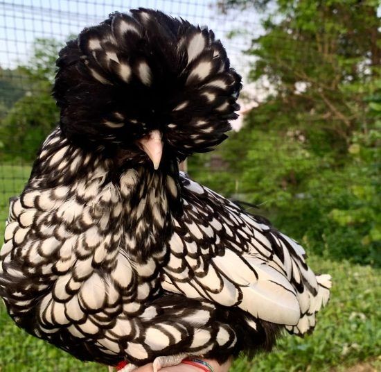 Oua incubație paduana argintie