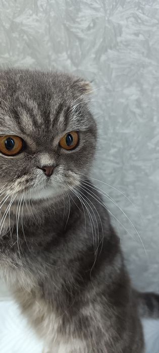 Продам кошку висаухи