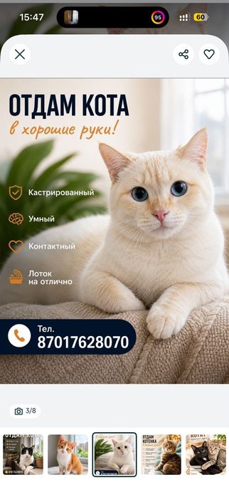Отдам котят в хорошие руки